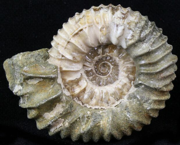 Pavlovia Ammonite Fossil - Siberia #29707